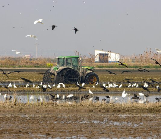 Alarma ambiental en l'Albufera valenciana
