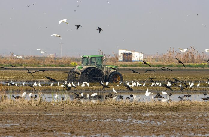 Alarma ambiental en l'Albufera valenciana Alarma ambiental en l'Albufera valenciana