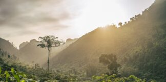 Deforestación en la Amazonía brasileña aumenta 9,1%