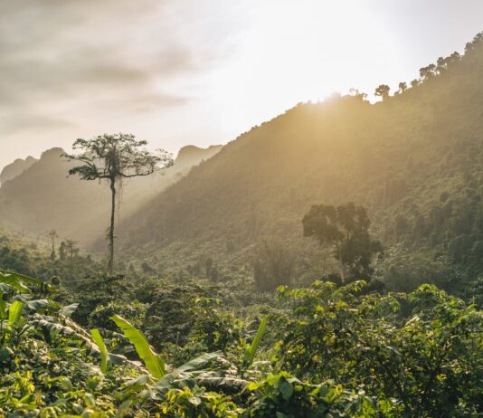 Deforestación en la Amazonía brasileña aumenta 9,1%