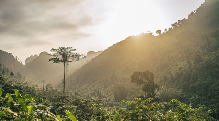 Deforestación en la Amazonía brasileña aumenta 9,1%