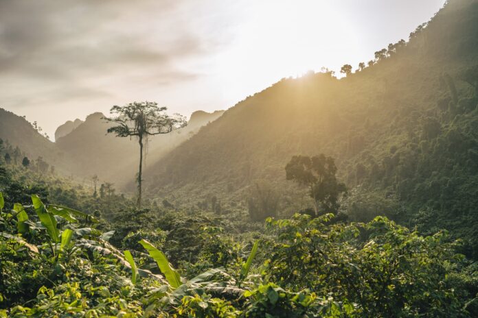Deforestación en la Amazonía brasileña aumenta 9,1% Deforestación en la Amazonía brasileña aumenta 9,1%