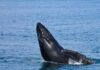 Ballenas y celfines, clave contra el cambio climático