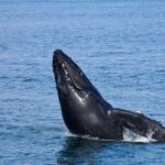 Ballenas y celfines, clave contra el cambio climático