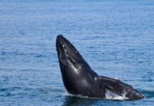 Ballenas y celfines, clave contra el cambio climático