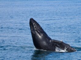 Ballenas y celfines, clave contra el cambio climático