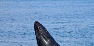 Ballenas y celfines, clave contra el cambio climático