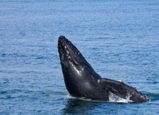 Ballenas y celfines, clave contra el cambio climático