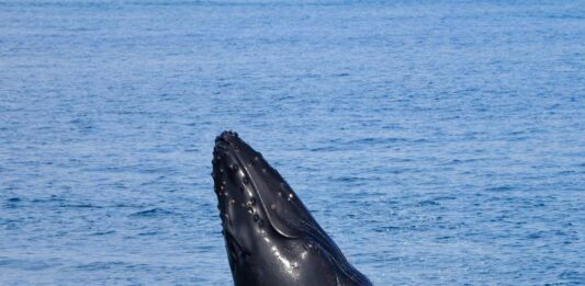 Ballenas y celfines, clave contra el cambio climático