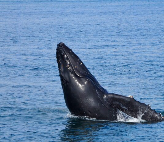 Ballenas y celfines, clave contra el cambio climático