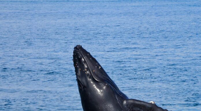 Ballenas y celfines, clave contra el cambio climático