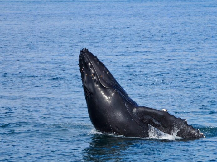 Ballenas y celfines, clave contra el cambio climático Ballenas y celfines, clave contra el cambio climático