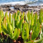 Especie invasora Carpobrotus edulis (uña de gato)