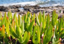 Especie invasora Carpobrotus edulis (uña de gato)