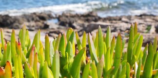 Especie invasora Carpobrotus edulis (uña de gato)