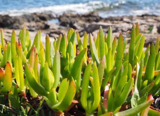 Especie invasora Carpobrotus edulis (uña de gato)
