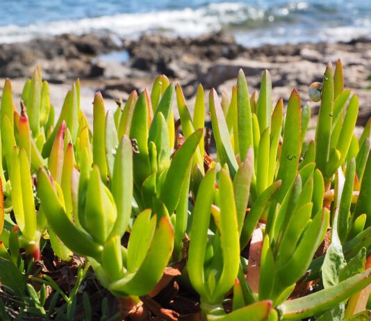 Especie invasora Carpobrotus edulis (uña de gato)