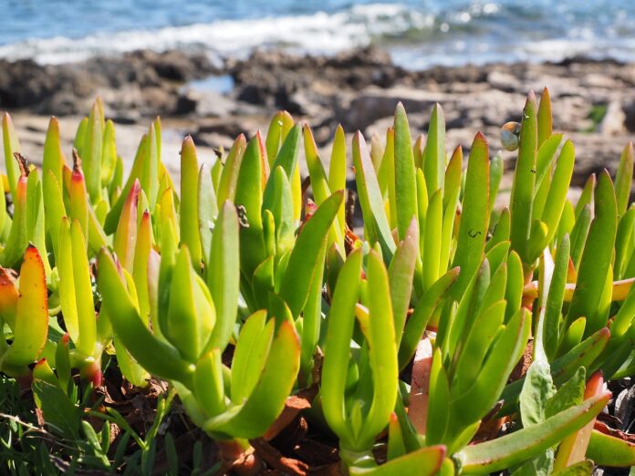 Especie invasora Carpobrotus edulis (uña de gato)