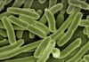 Contaminación fecal en playas. Escherichia coli