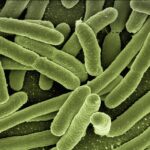 Contaminación fecal en playas. Escherichia coli