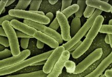 Contaminación fecal en playas. Escherichia coli