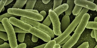 Contaminación fecal en playas. Escherichia coli