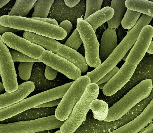 Contaminación fecal en playas. Escherichia coli