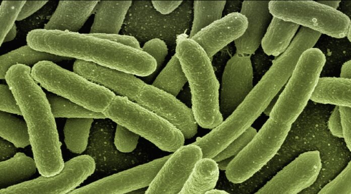 Contaminación fecal en playas. Escherichia coli