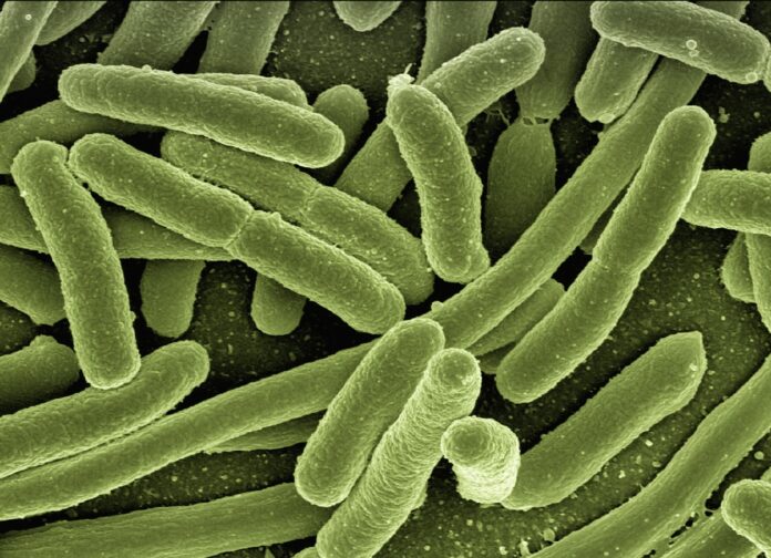 Contaminación fecal en playas. Escherichia coli