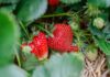 ECOSYSTEM, envases biodegradables a partir de fresas