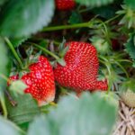ECOSYSTEM, envases biodegradables a partir de fresas