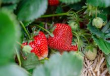 ECOSYSTEM, envases biodegradables a partir de fresas