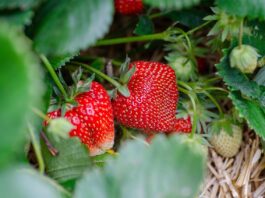 ECOSYSTEM, envases biodegradables a partir de fresas