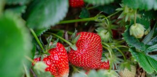 ECOSYSTEM, envases biodegradables a partir de fresas