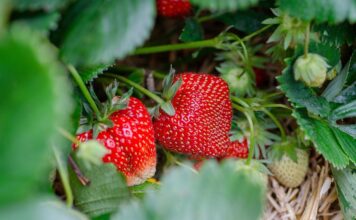 ECOSYSTEM, envases biodegradables a partir de fresas