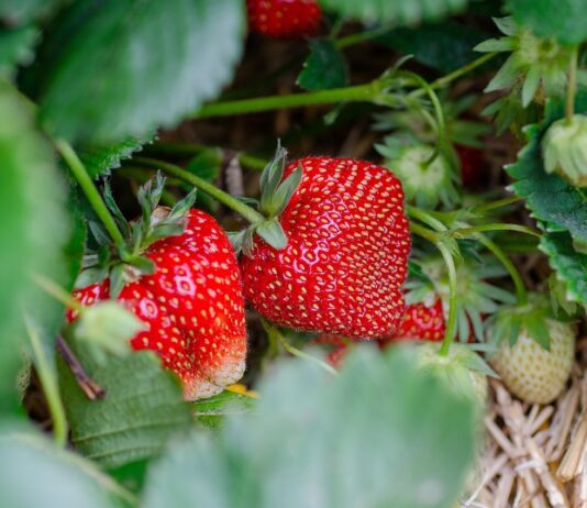 ECOSYSTEM, envases biodegradables a partir de fresas