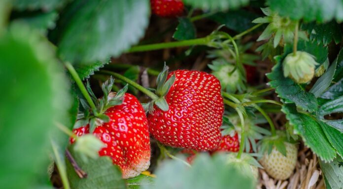 ECOSYSTEM, envases biodegradables a partir de fresas