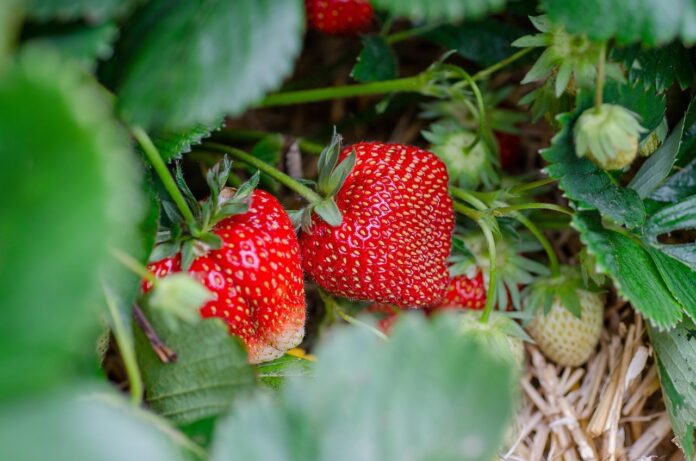 ECOSYSTEM, envases biodegradables a partir de fresas ECOSYSTEM, envases biodegradables a partir de fresas