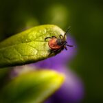 Proliferación de garrapatas