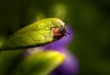 Proliferación de garrapatas