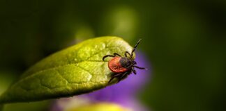 Proliferación de garrapatas