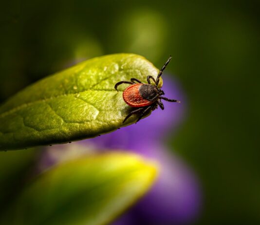 Proliferación de garrapatas