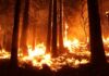 Incendios forestales en Canadá 2025: riesgos para la salud y calidad del aire