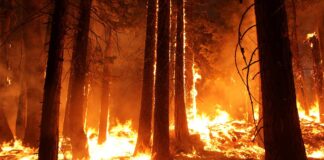 Incendios forestales en Canadá 2025: riesgos para la salud y calidad del aire