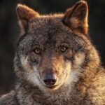 Desextinción del Lobo Terrible