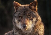 Desextinción del Lobo Terrible