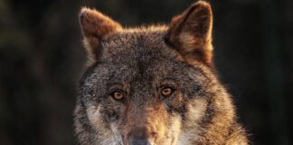 Desextinción del Lobo Terrible
