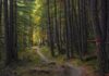 Cambio climático y ecosistemas forestales