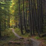 Cambio climático y ecosistemas forestales