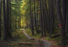 Cambio climático y ecosistemas forestales